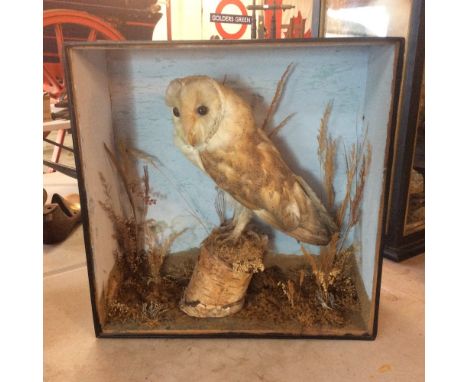 A vintage cased taxidermy study of a Barn Owl, on tree stump set amongst foliage, 38cm x 38cm