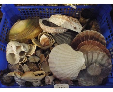 A Box Containing Various Sea Shells 