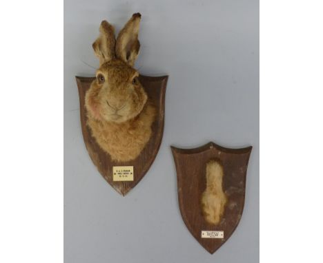 A taxidermy study of a hare's head together with a foot both mounted on wooden shields with ivorine plaques for RAC Beagles, 
