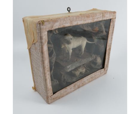 A cased Victorian taxidermy model, of a miniature dog standing on rocks with two taxidermy mice below, 10ins x 11.5ins x 3.5i