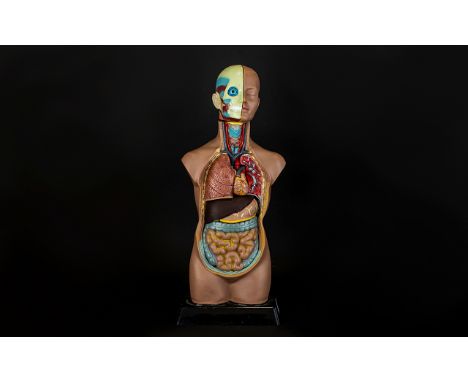 Anatomy And Physiology Interest Unisex Half Torso Model Raised on black plastic base with removable components, marked to und