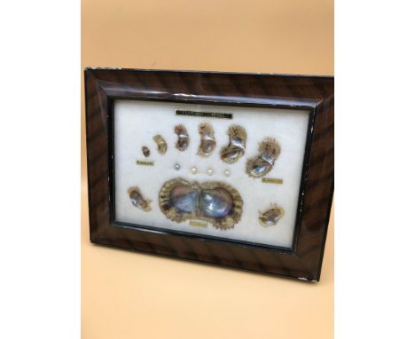 Rare framed display- Process of the life of a Cultured pearl. Measures 20x26cm inc frame. 