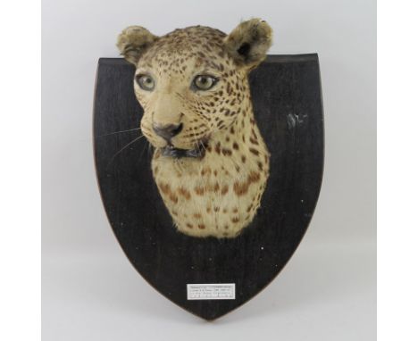 A leopard's head, mounted on a mahogany shield, circa 1940, bearing label for Van Ingen & Van Ingen, Mysore detailing care in