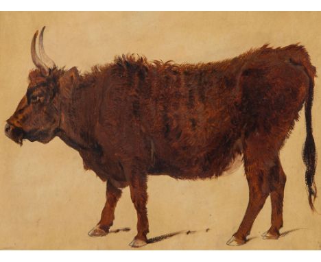 Richard Ansdell (1815-1885) - Study of a highland cow  Oil, over graphite, on yellow coloured prepared paper 21 x 30 cm. (8 1