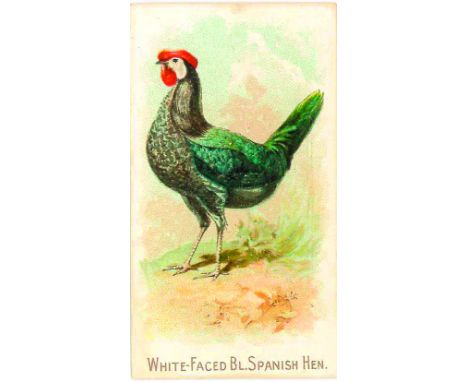 ALLEN &amp; GINTER, Prize &amp; Game Chickens, White-Faced BL. Spanish Hen, VG