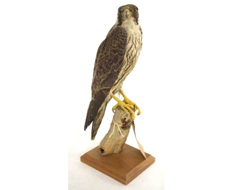 Pre 1947 Taxidermy peregrine falcon aquired from Bonhams &amp; Brooks sale of estate of artist J.C. Harrison from the 14/06/2