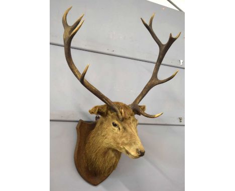Late Victorian / Early Edwardian Taxidermy 10 point Red Deer stag head mount on oak shield. Glasgow manufacturer label to rev
