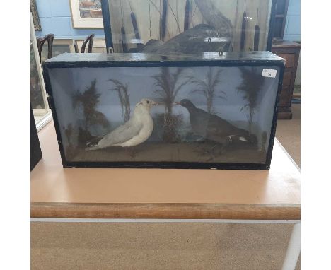 Victorian taxidermy cased Moorhen and black headed gul, set in naturalistic setting with painted sky blue interior background