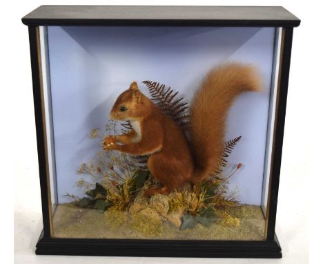 Modern Cased taxidermy Red Squirrel by Richard Brigham set in naturalistic setting with grasses sat on a log