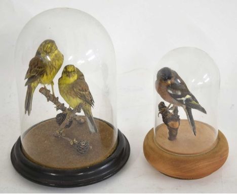 Two 20th century Taxidermy Canaries perched on branch set under dome. Hight of dome: approx 23cm high. Together with taxiderm