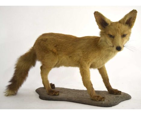 Edwardian Army &amp; Navy stores Taxidermy Fox Cub free standing on base, plaque label to underside of base. (A/F) slight man