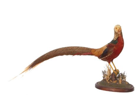 Taxidermy Golden Pheasant