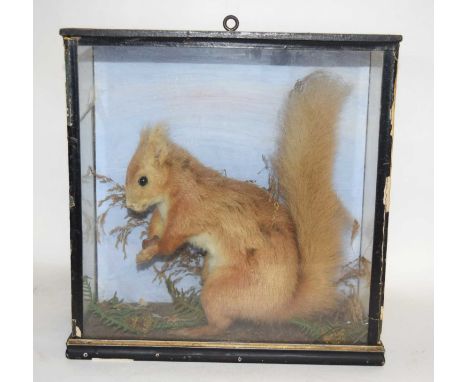 Late 19th / Early 20th century Taxidermy Cased Red Squirrel (Sciurus vulgaris) with wallpaper stuck to reverse of case, set a