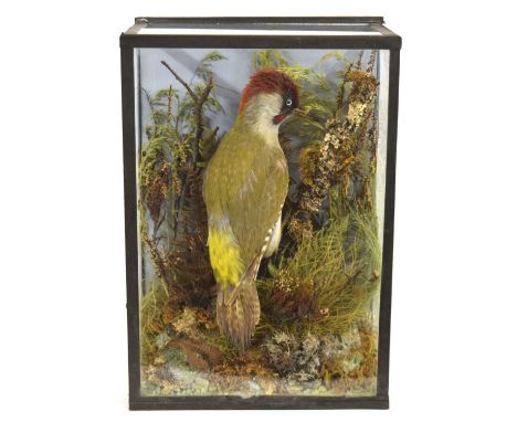 Restored taxidermy cased Green Woodpecker set in naturalistic setting perched on log amongst grasses and foliage. Case dimens