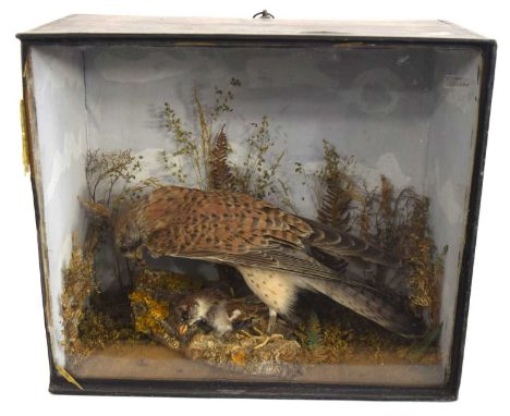 Victorian Taxidermy cased Kestrel and prey in naturalistic setting in ebonised pine case. Case dimensions: 37.5cm x 19.5cm x 