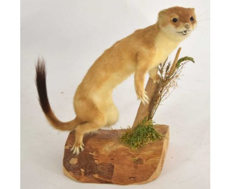 Modern uncased Taxidermy Eurasian Stoat (Mustela erminea) perched on branch set on log amongst grasses and foliage. With taxi