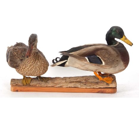 Taxidermy uncased pair of male and female Mallards