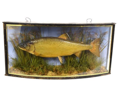 Edwardian taxidermy cased Brown Trout by J. Cooper &amp; Sons set in naturalistic setting with pebble and grit riverbed base,