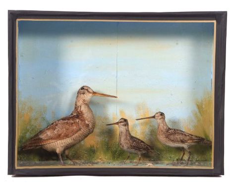 Taxidermy cased Woodcock together with Jack snipe and snipe. Set in ebonised pine case with painted base and interior. Case D