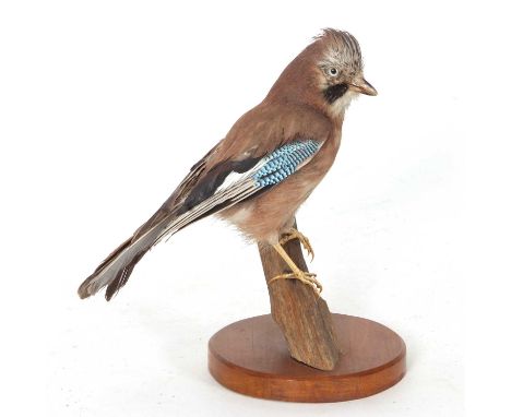 Taxidermy Uncased Eurasian Jay