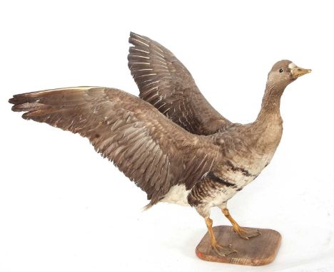 Taxidermy white fronted goose with flapping wings
