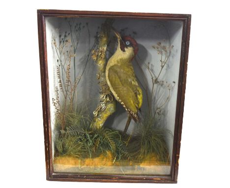 Late Victorian taxidermy cased Green Woodpecker (Picus viridis) by Norfolk Taxidermist J. A. Cole, mounted on branch within a