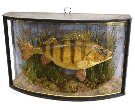 Edwardian Taxidermy cased Perch By J. Cooper &amp; Sons set in naturalistic setting with pepple and grit riverbed base, folia