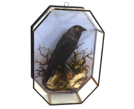 20th Century, Octagonal Cased common crow , by W.F. Homer, 105 Woodgrange Road, Forest Gate. London, perched upon a painted f