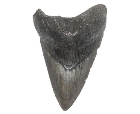 Paleontology and Fossil interest: Prehistoric fossilised Megladon tooth. Size approx 10.5cm long and 7cm wide with lable to r