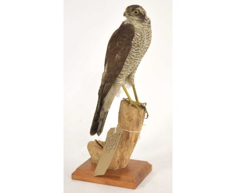 Pre 1947 Taxidermy Sparrow Hawk aquired from Bonhams &amp; Brooks sale of estate of artist J.C. Harrison from the 14/06/2001 
