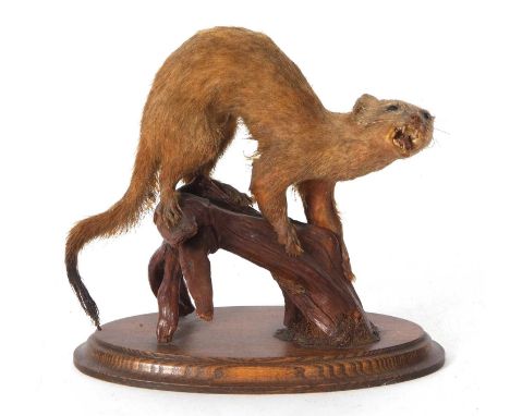 Taxidermy uncased Stoat perched on log