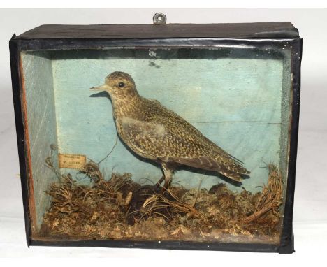 Victorian Taxidermy Cased European Golden Plover (Pluvialis apricaria) set in naturalistic woodland floor setting with leaves