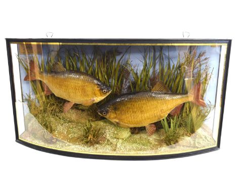 Edwardian Taxidermy cased pair of Rudd by Taxidermists J. Cooper &amp; Sons. Set in ebonised and gilt boardered bowfronted ca