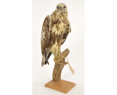 Pre 1947 Taxidermy rough legged buzzard aquired from Bonhams &amp; Brooks sale of estate of artist J.C. Harrison from the 14/