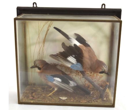 Modern case of two taxidermy Eurasian Jays by Ryecroft Taxidermy in wall mounted case set in naturalistic setting, one perche