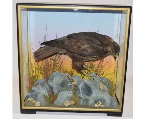 Early to Mid 20th Century Taxidermy cased Common Buzard (Buteo buteo) by Hutchins of Aberystwyth. Set in naturalistic setting