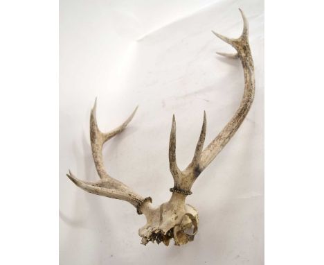 Red deer skull and antlers - 11 pointer switch
