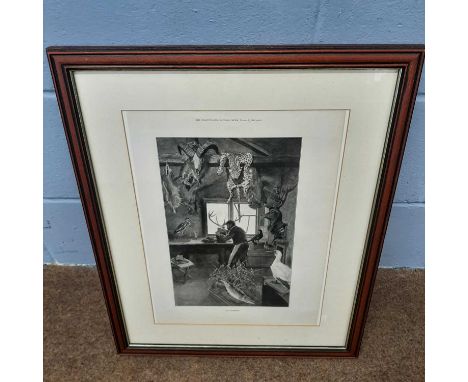Taxidermy interest: Framed Lithograph from "The Illustrated London News March 7th 1896," called "The Taxidermist." By the Art
