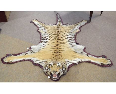 Rowland Ward Taxidermy Tiger Skin rug, circa 1920s, with mounted head with glass eyes and gaping mouth and porcalain teeth, c