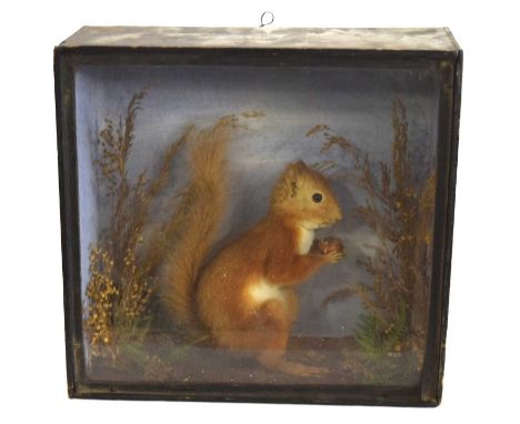 Early 20th century Cased Taxidermy Red Squirrel (Sciurus vulgaris) holding hazelnut, in ebonised case with glazed front set i