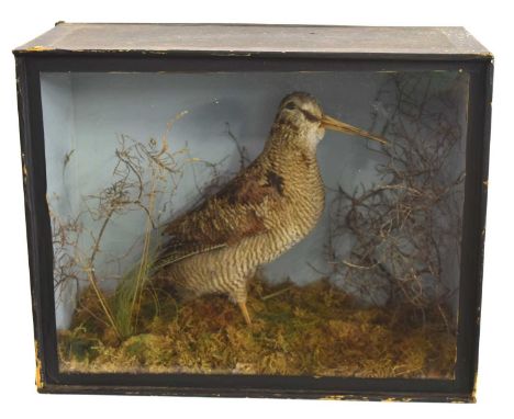 20th Century Taxidermy Cased Eurasian Woodcock set in ebonized pine case with single front glazed Panelled front, and set amo