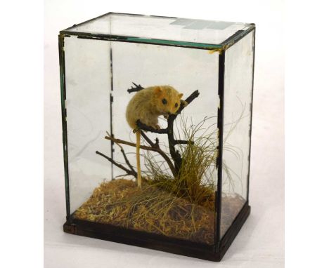 Late Victorian / Early 20th century Rowland Ward Victorian Taxidermy Hazel dormouse in 5 panelled glass case set on branch in