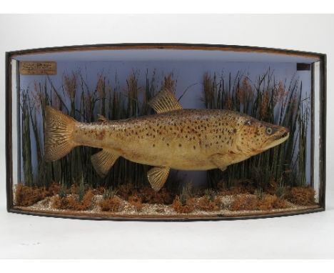 A cased taxidermy model of a fish, in bow front case, labelled 'Trout 4lbs 2ozs Taken by Lionel Sartoms Esq from the Windrush