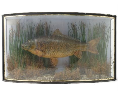 A cased taxidermy model, of a fish in bow front glass case, with label 'Caught By Mr J Talbot at Wimbledon Lake, date 1st Sep