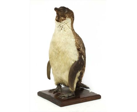 An important penguin specimen from the 'Terra Nova' Expedition 1910-1913: an Adélie penguin (Pygoscelis adeliae), stuffed and