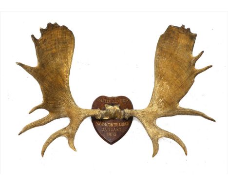 Taxidermy: Moose (Alces alces) skull mount on an oak shield, inscribed 'Shot by master Loudon, Ilfracombe Lodge, January 1955