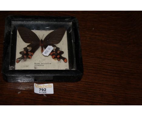 A vintage taxidermy butterfly "Byasa Polyeuctes Termessus" contained in ebonised square case, 14.5 cm2. CONDITION REPORT: Thi