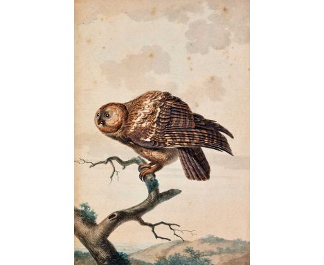 Jabes Heenck (1752-1782) Dutch  Owl on a branch Watercolour, 37.5 cm by 25cm  Provenance: Thomas Agnew & Sons, London   Laid 