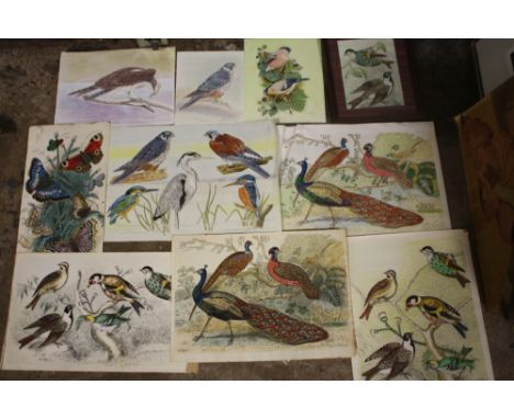 A COLLECTION OF MIXED MEDIA ORNOTHALOGICAL AND BUTTERFLY STUDIES SIGNED P L DAY AND N K DAY