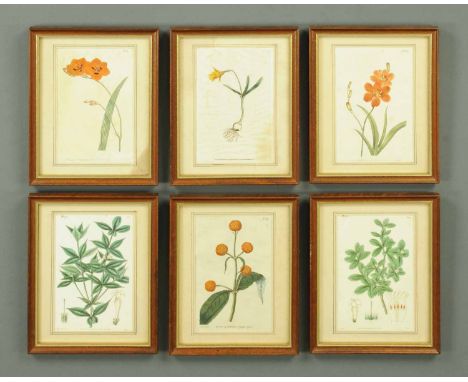 A set of six coloured Botanical engravings, late 18th/early 19th century, handcoloured.  Each 8 ins x 5.25 ins.